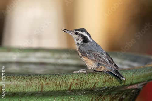 Nuthatch bird