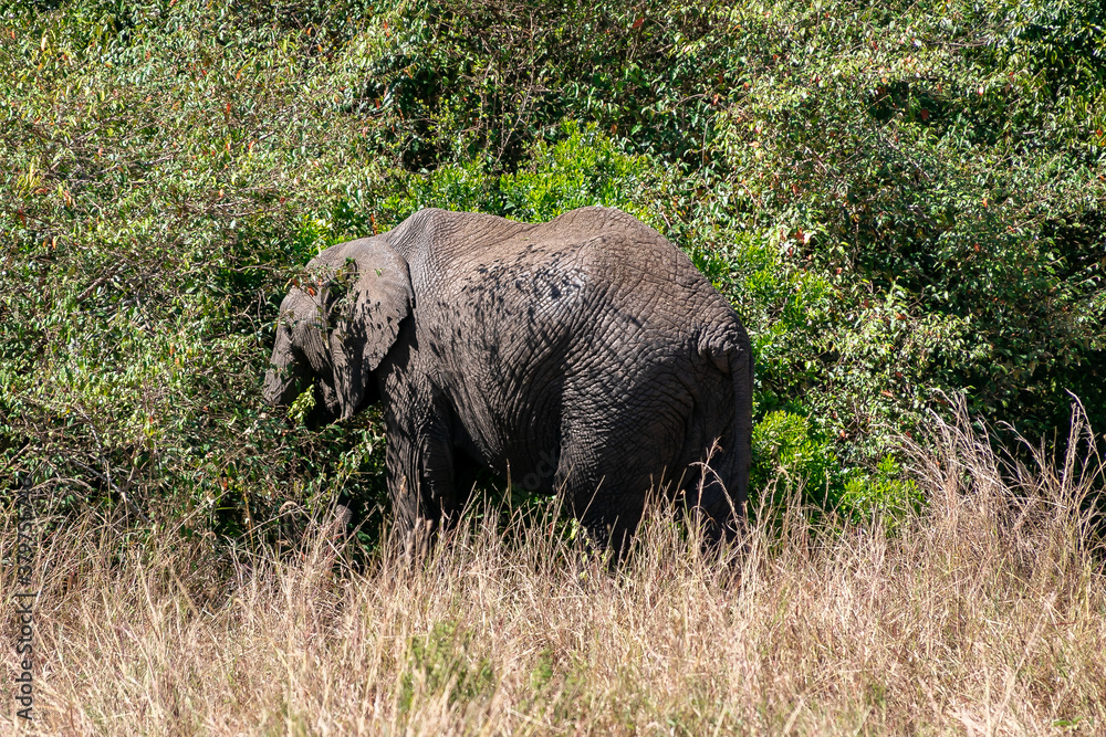 ケニアのマサイマラ国立保護区で見かけたアフリカゾウ