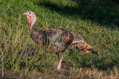 wild turkey