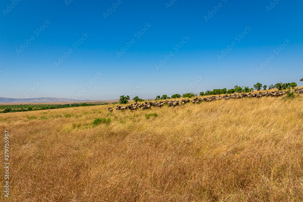 ケニアのマサイマラ国立保護区で見かけた、遠くにいるヌーの大群と青空