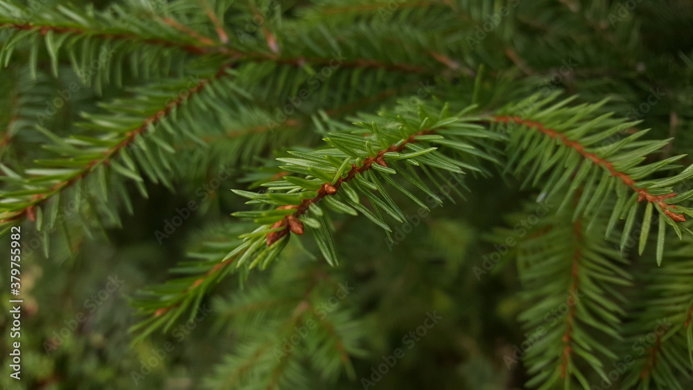 A thin, delicate green spruce twig close-up against the background of other branches. A thin, delicate green spruce twig close-up against the background of other branches.