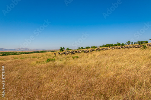 ケニアのマサイマラ国立保護区で見かけた、遠くにいるヌーの大群と青空