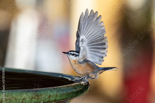 wild bird