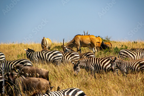 ケニアのマサイマラ国立保護区で見た、シマウマとヌーやエランドなど草食動物の群れ © 和紀 神谷
