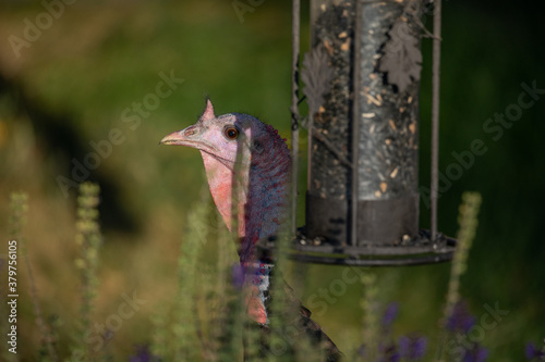 wild turkey head with feeder