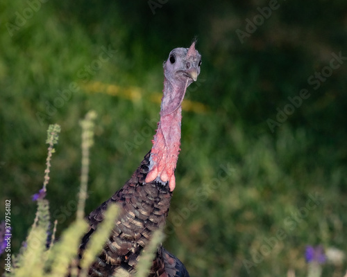 wild turkey head