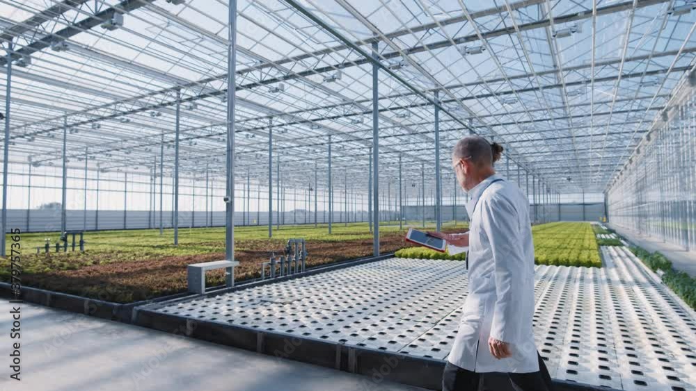 Cooperating team of multi-age agronomy lab engineers with tablet walk through rows of hydroponic beds growing organic vegetables. Greenhouse. Greenery. Agriculture. Cooperating team of multi-age agronomy lab engineers with tablet walk through rows of hydroponic beds growing organic vegetables. Greenhouse. Greenery. Agriculture.
