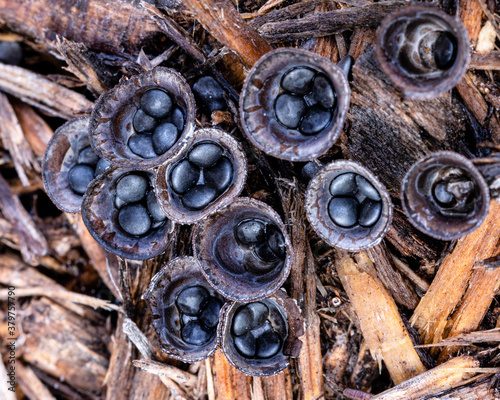 Bird's nest fungi photo