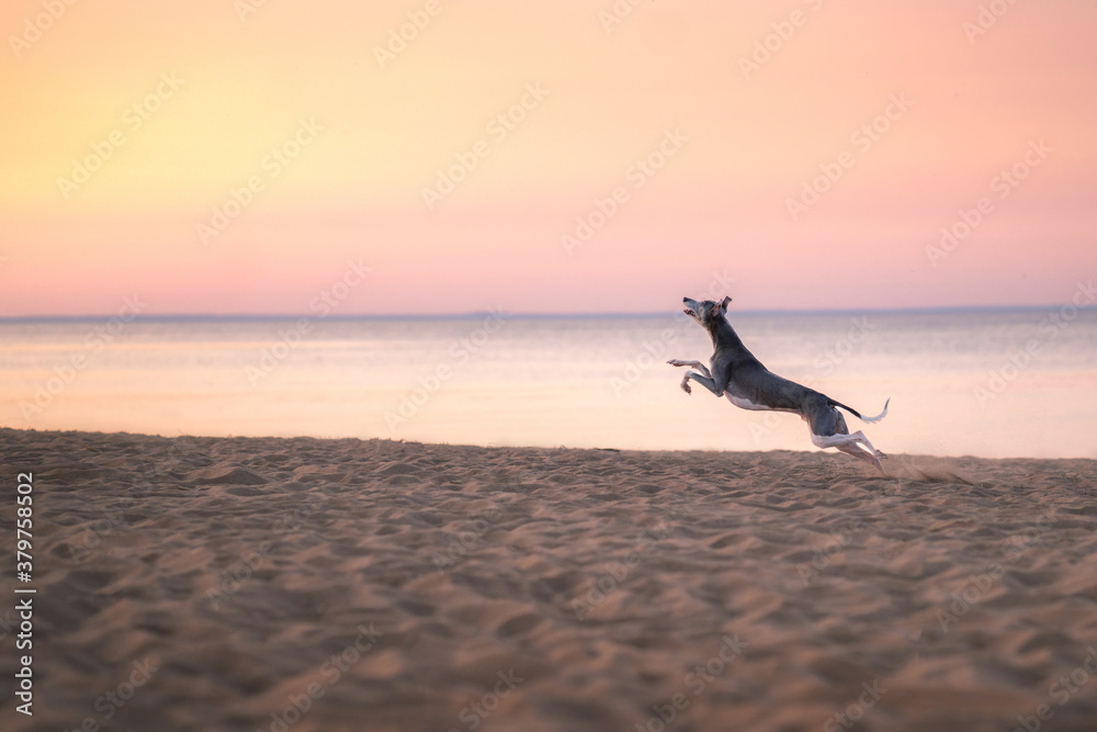 Obraz premium greyhound dog runs along the beach at sunset. Whippet plays in the sand