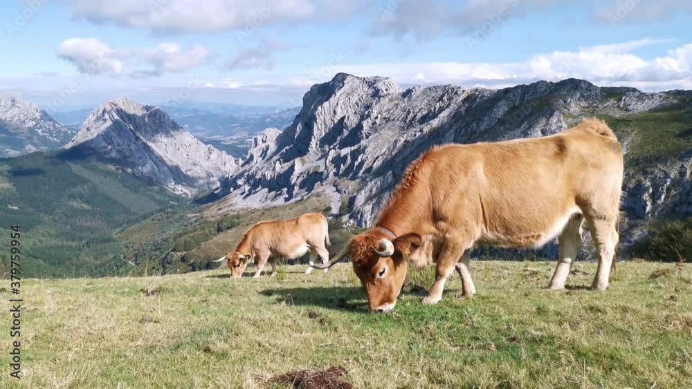 Cows grazing quietly in the meadows of Urkiola Cows grazing quietly in the meadows of Urkiola