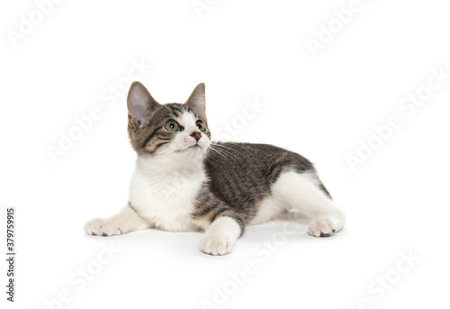 Fototapeta Naklejka Na Ścianę i Meble -  Cute tabby kitten on white background