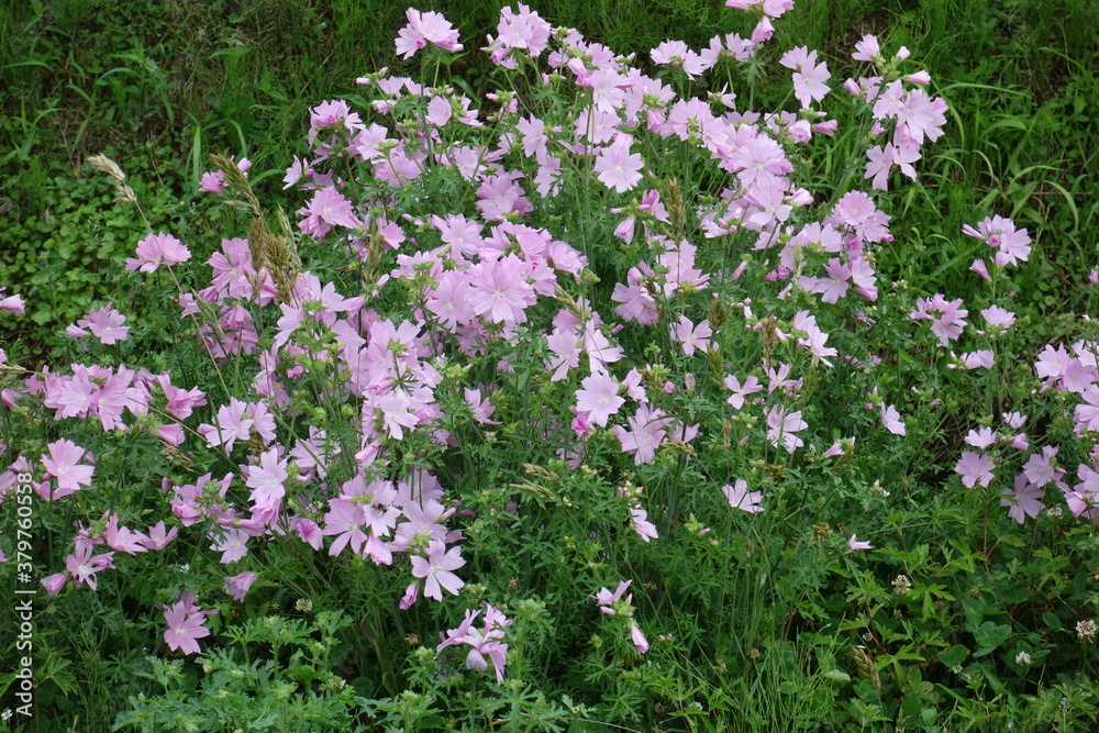 北海道の夏の花 北海道の夏の花