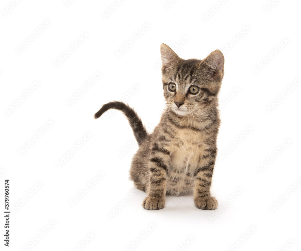 Cute tabby kitten playing on white Cute tabby kitten playing on white