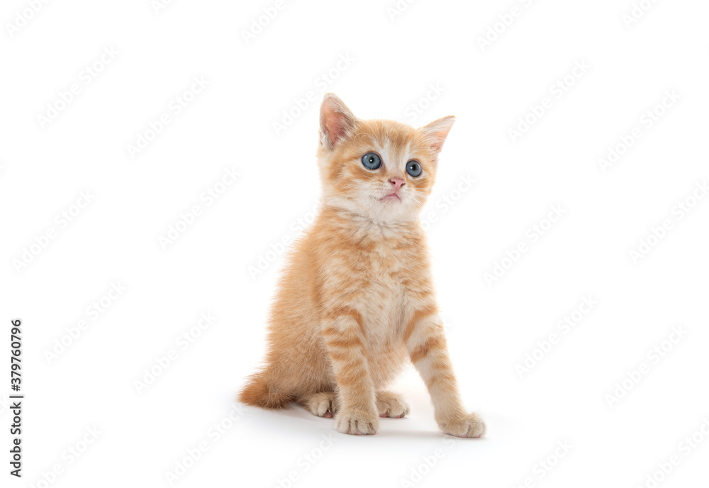 Cute yellow kitten on white background