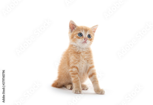 Cute yellow kitten on white background