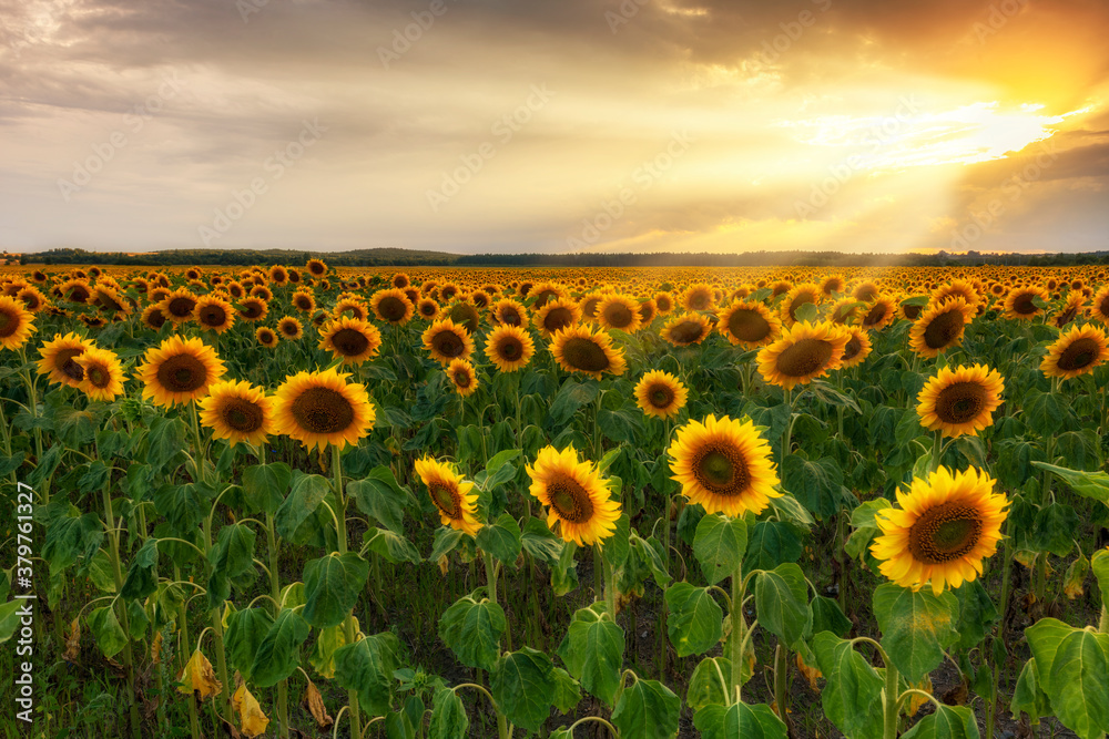 Fototapeta premium Beautiful sunset over sunflower field