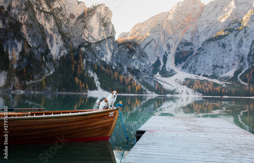  dog Jack Russell Terrier in boat. Mountain Lake Braies. boat station. Morning landscape with a pet © annaav