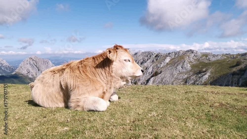 Calfs resting in the sun in the meadow photo