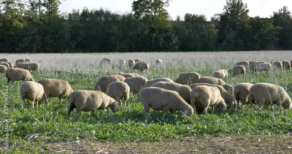 Outdoor sunny scenery, group of Sheep grazing on meadow on countryside of Germany. Outdoor sunny scenery, group of Sheep grazing on meadow on countryside of Germany.
