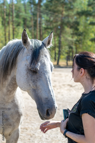 hippotherapy for children and adults, a girl stroking a beautiful gray horse. hippo therapy with good horses © Дина Сова