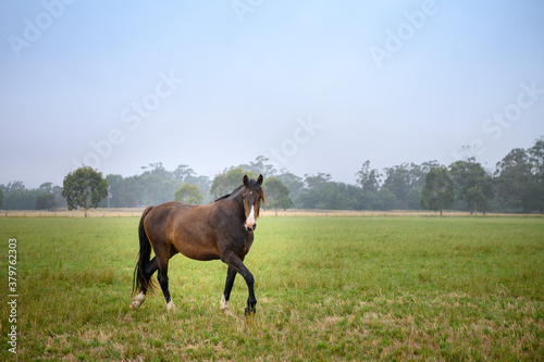 horse in the field © SKOVAX