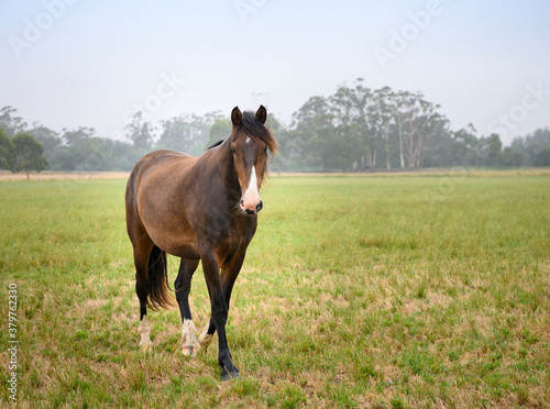 horse in a paddock © SKOVAX