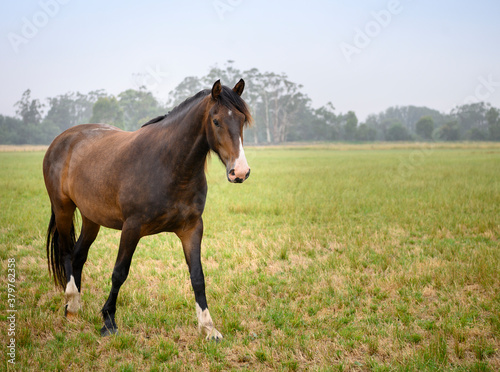 Fototapeta Naklejka Na Ścianę i Meble -  horse in the meadow