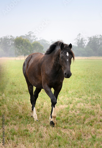 foal horse in a green paddock © SKOVAX