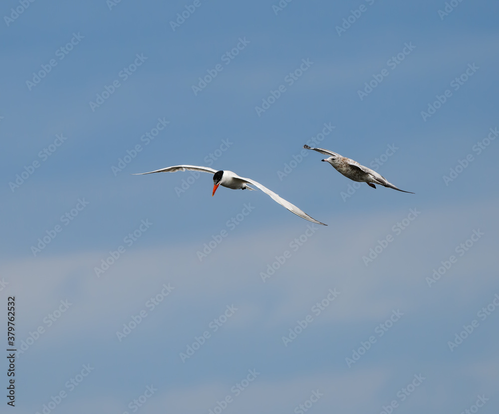 Caspian Tern and Ring-billed Gull Flying on Blue Sky Caspian Tern and Ring-billed Gull Flying on Blue Sky