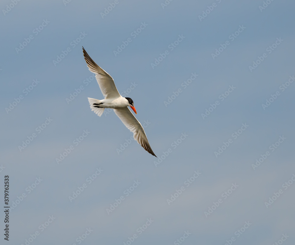 Obraz premium Caspian Tern Flying on Blue Sky