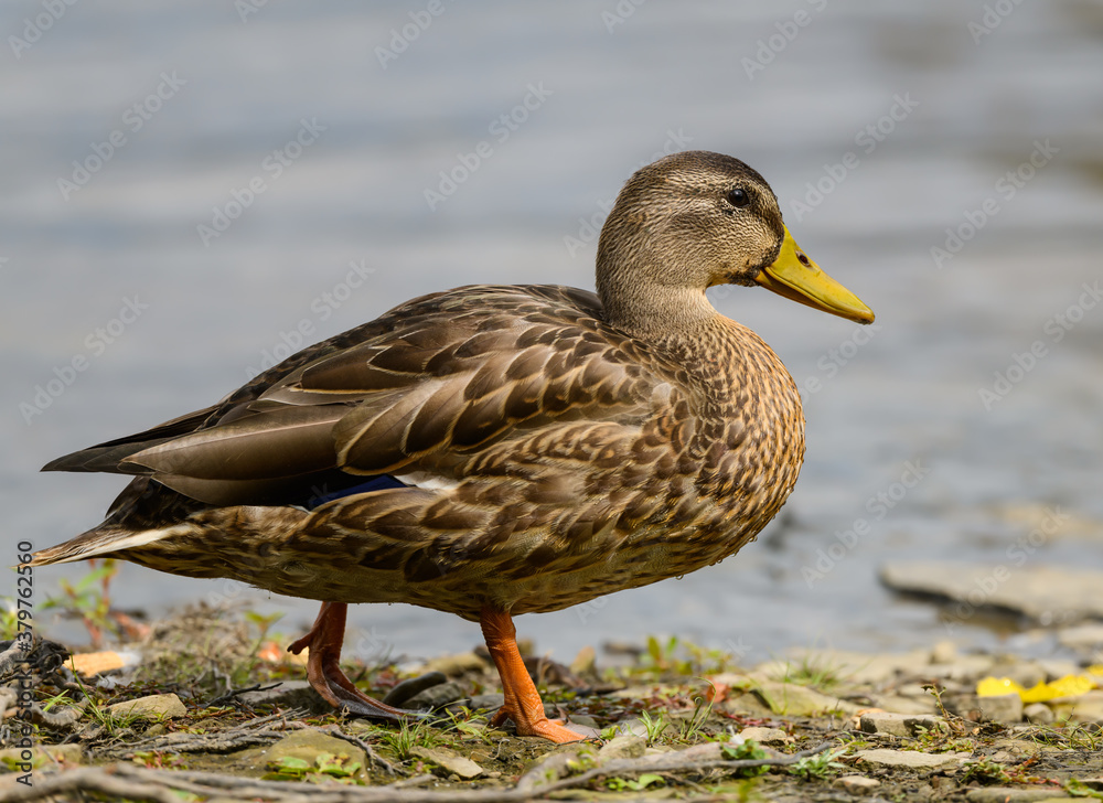 Female Mallard Closeup Portrait against River Female Mallard Closeup Portrait against River