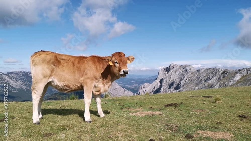 Curious calf looking at the camera photo