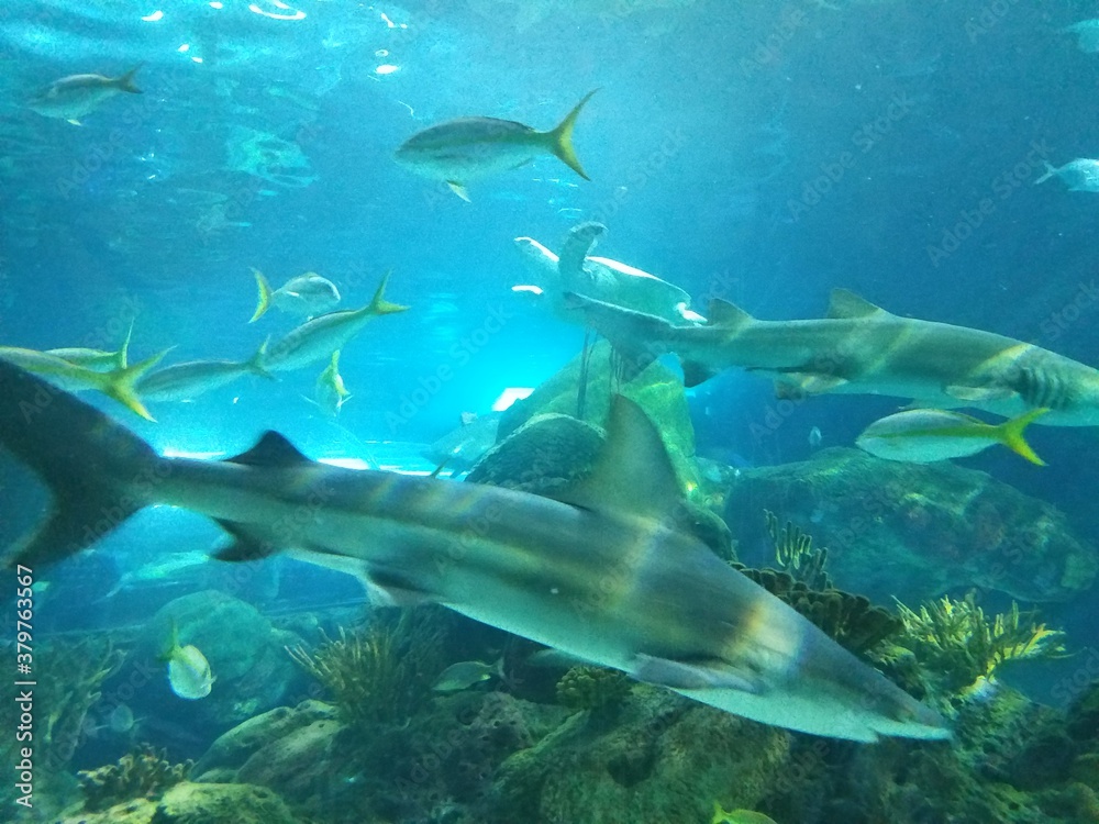 Fototapeta premium small shark swimming by fish 