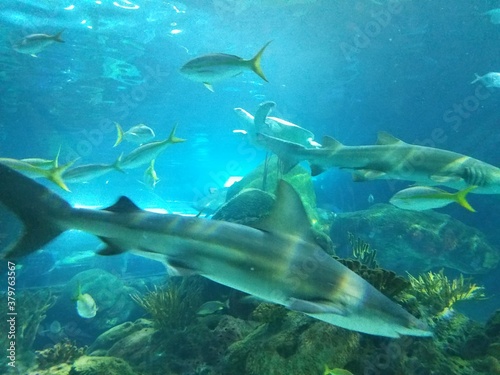 small shark swimming by fish 