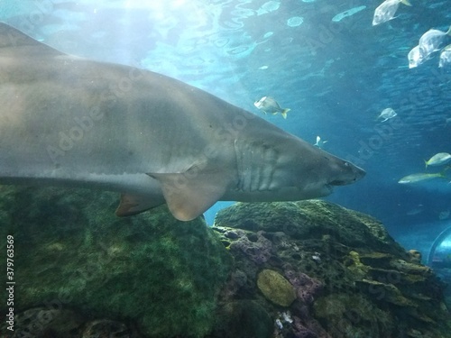 closeup of gray shark