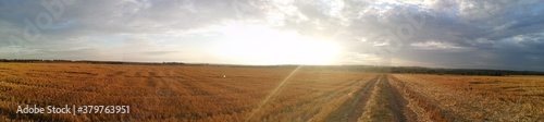 field of wheat