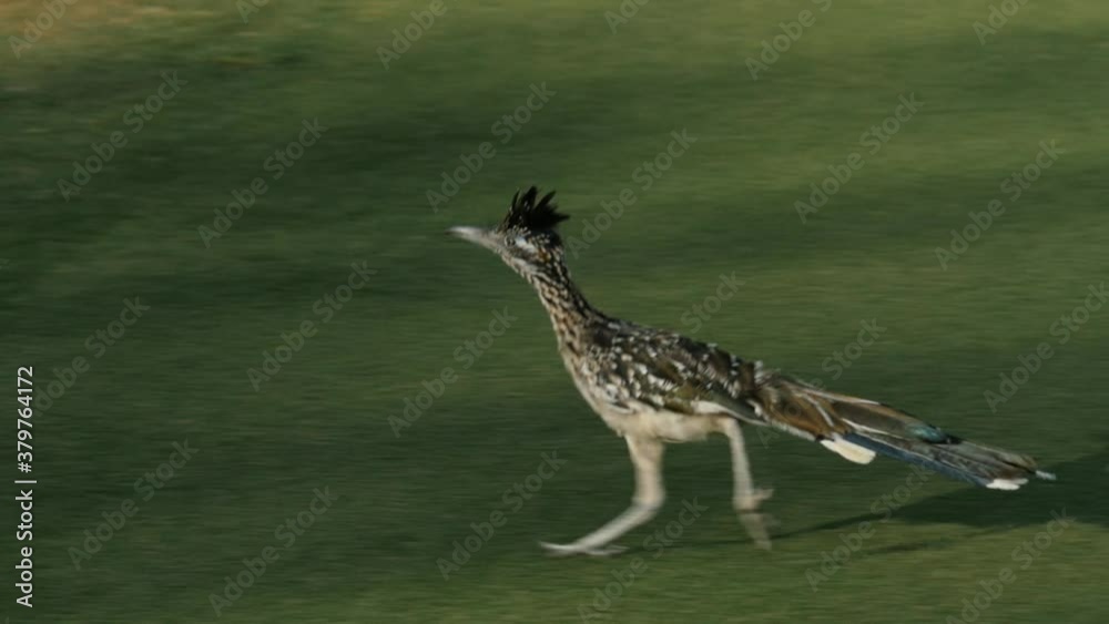 A roadrunner bird on a golf course