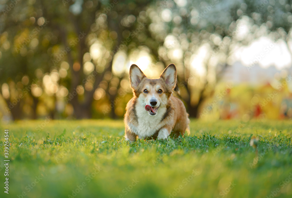 dog portrait in nature. red and white Welsh corgi pembroke on the grass. Popular breed. Pet in park