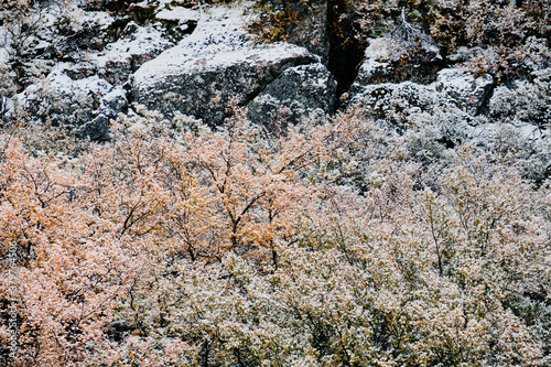 Snow covered trees in autum colours in the mountains