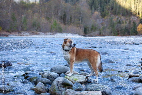 A St. Bernard husky mix dog standing along the rocky river bank in Squamiah, British Columbia with trees in the background