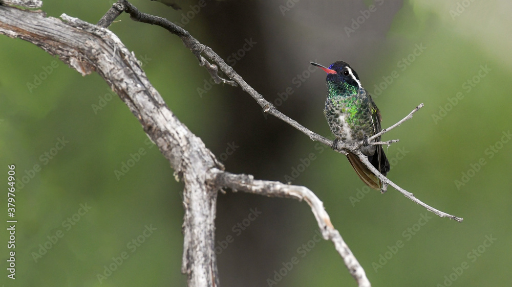 Fototapeta premium White-Eared Hummingbird in Arizona