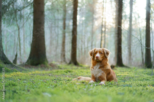 dog in forest lies on the moss . Nova Scotia Duck Tolling Retriever in nature. red toller 