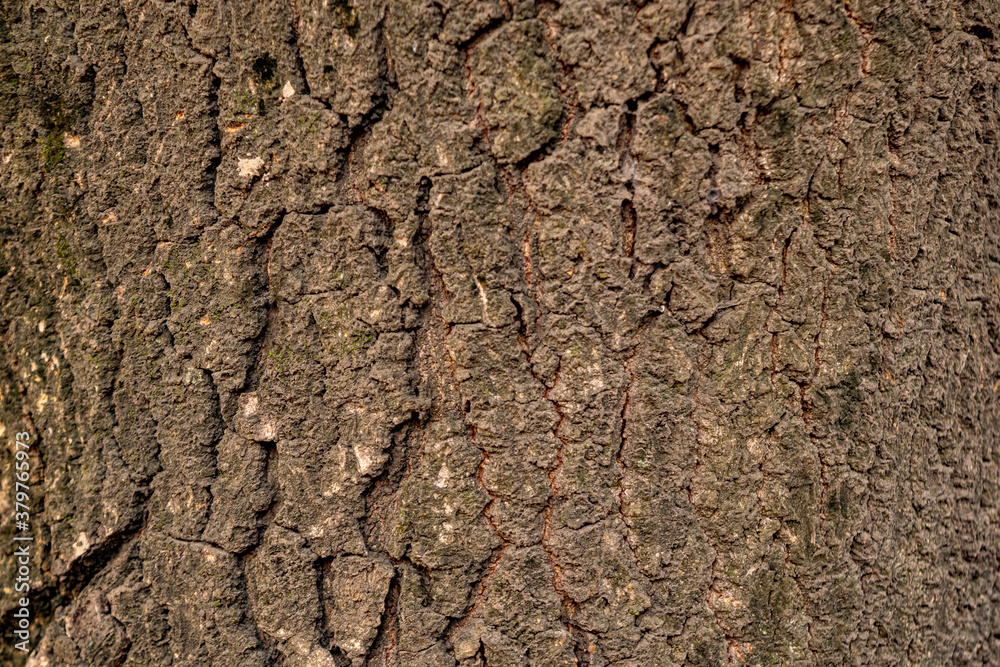 , Fondo de madera, textura de madera, buenos aires, argentina , Fondo de madera, textura de madera, buenos aires, argentina