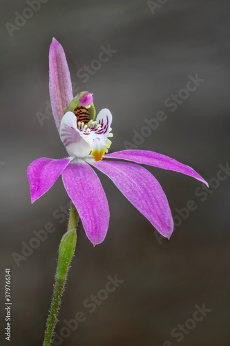 Pink Fingers Orchid - Petalochilus carneus (synonym Caladenia carnea) - NSW, Australia photo