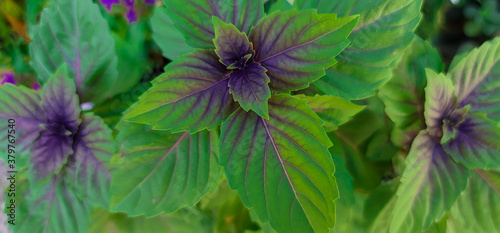 Finial Plants