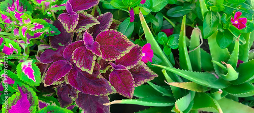 Finial Plants
