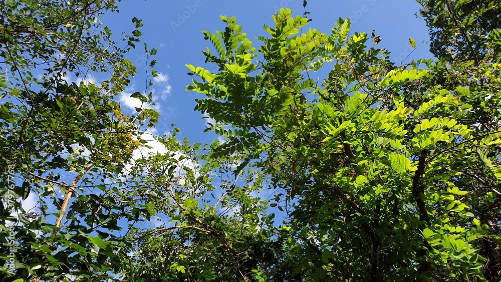 Obraz premium 한국 나무에 가려진 하늘