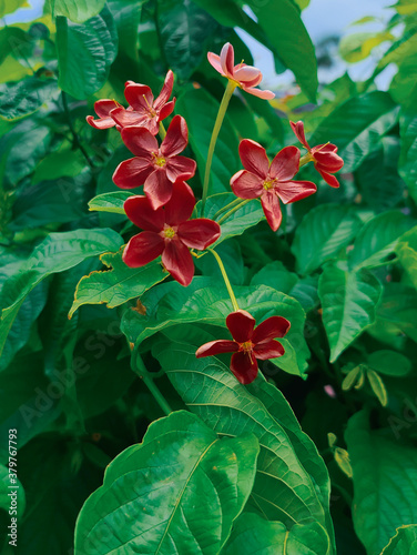 Finial Plants