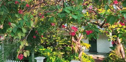 Finial Plants