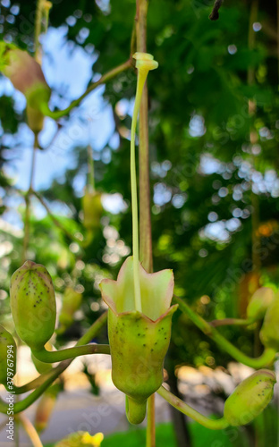 Finial Plants